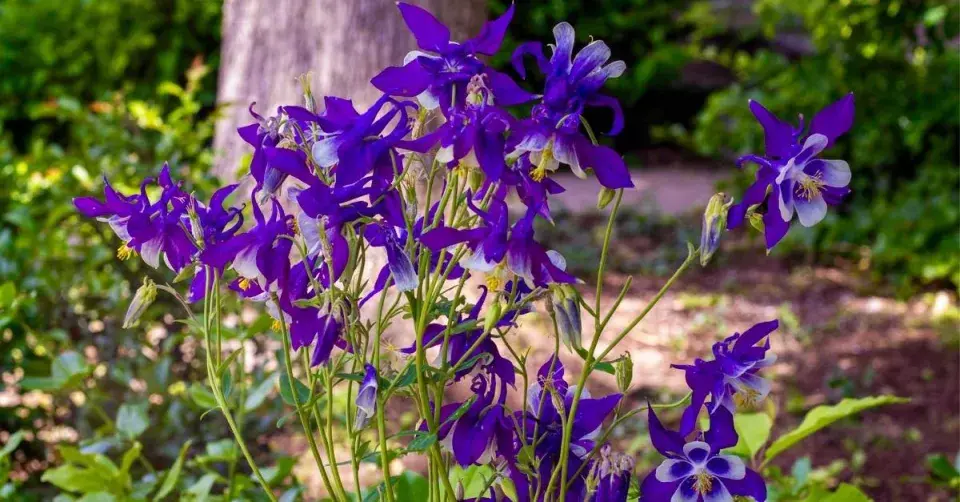 Orlíček obecný (Aquilegia vulgaris)