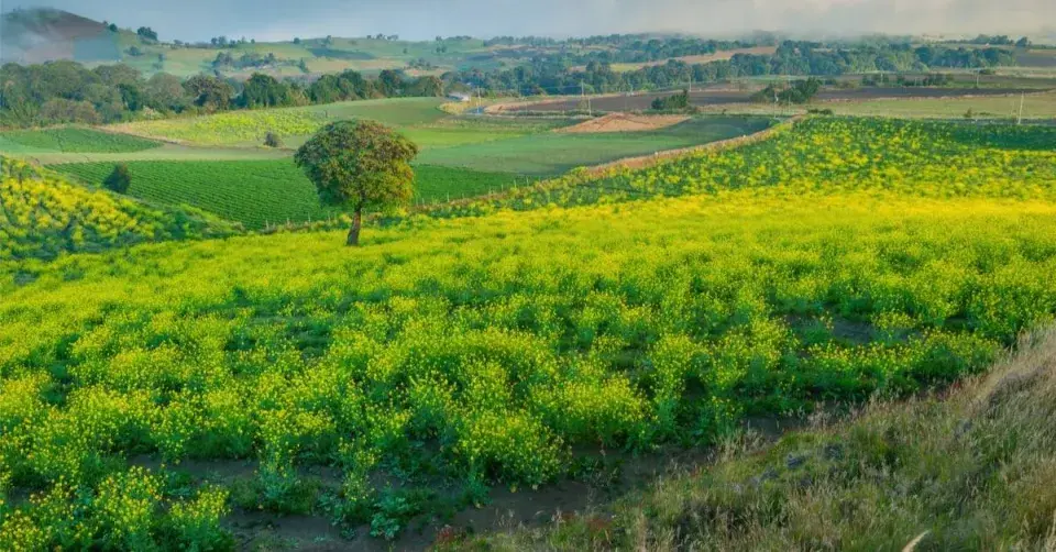 Řepovník svraskalý (Rapistrum rugosum)