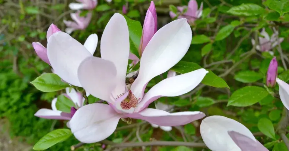 Odrůda magnólie ’George Henry Kern’
