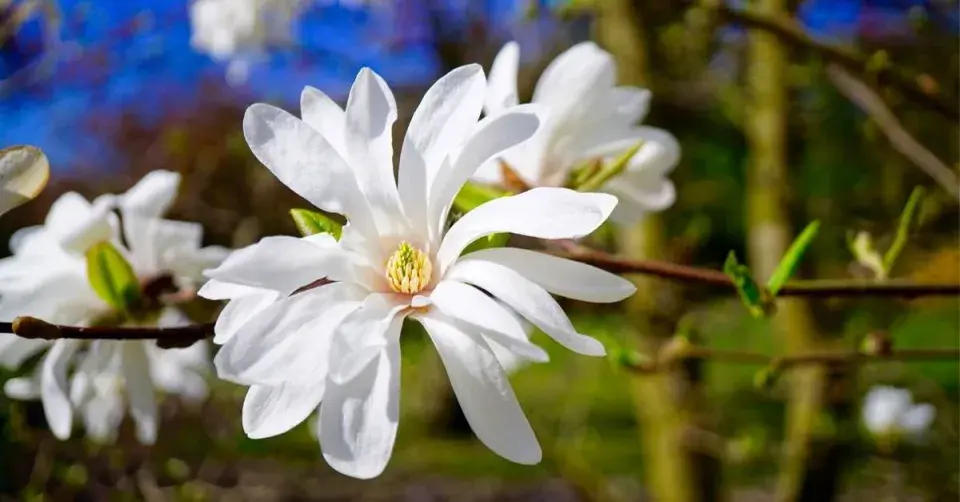 Šácholan hvězdovitý (Magnolia stellata)