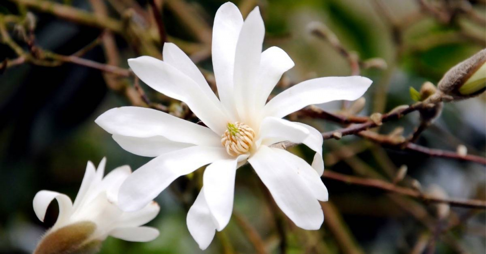 Šácholan hvězdovitý (Magnolia stellata)