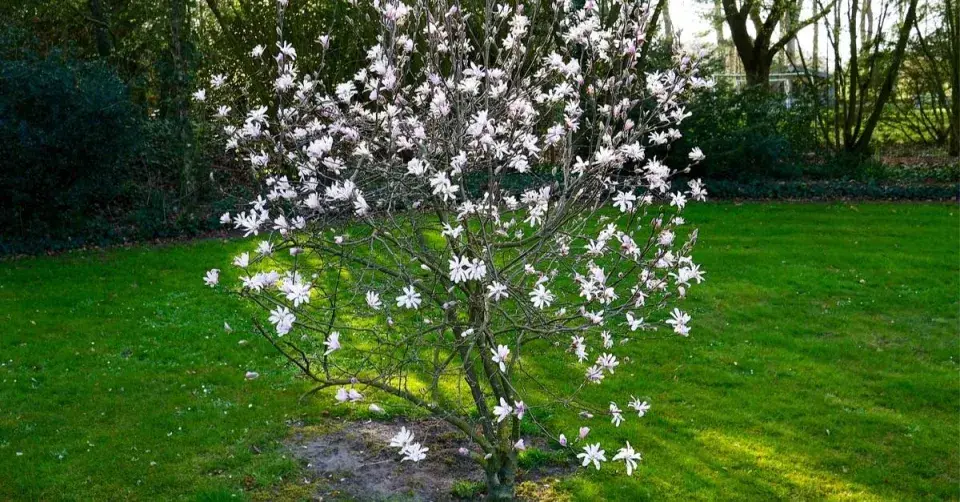 Šácholan hvězdovitý (Magnolia stellata)