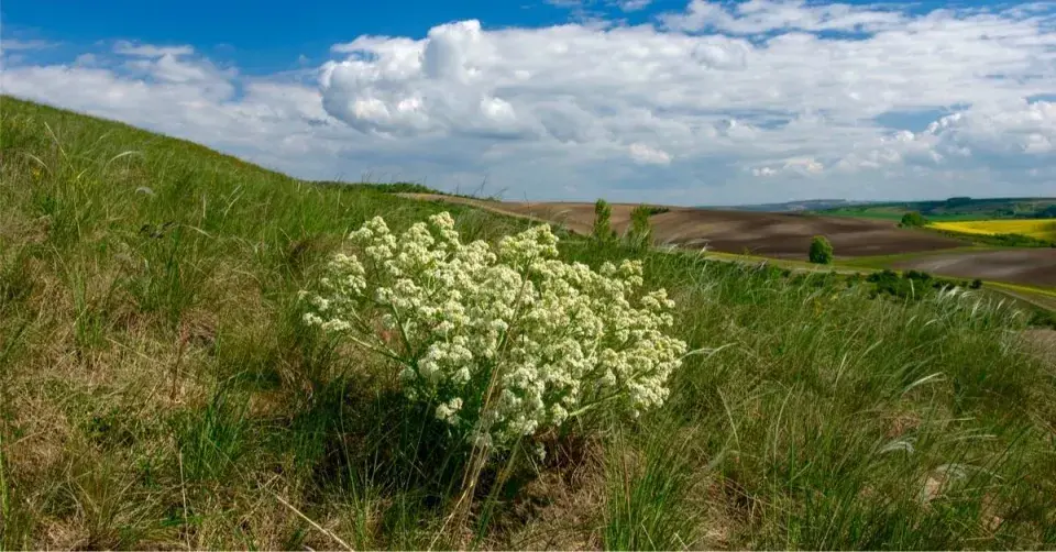 Katrán tatarský (Crambe tatarica)