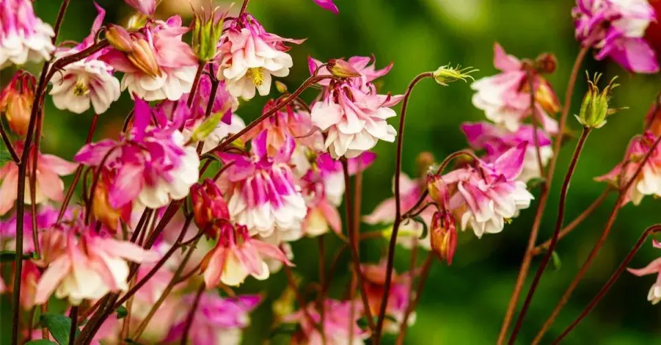 Orlíček (Aquilegia), směs Biedermeier