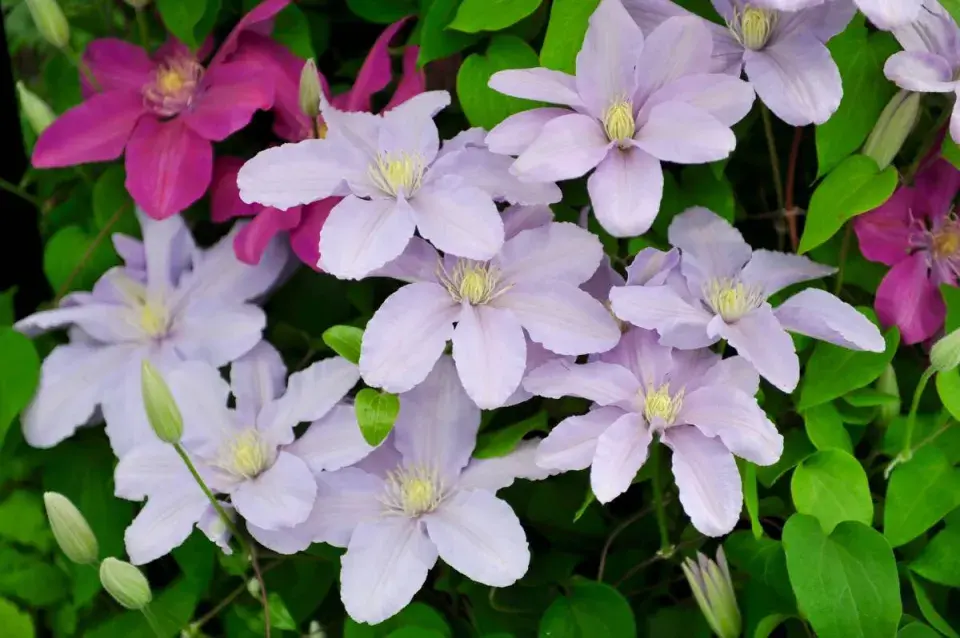 Hybridy plaménku ’Silver Moon’