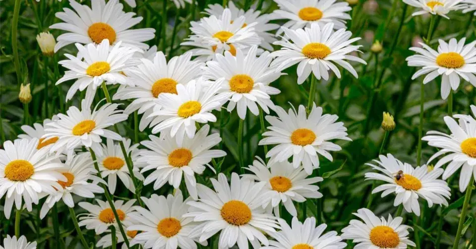 Kopretina bílá (Leucanthemum vulgare)