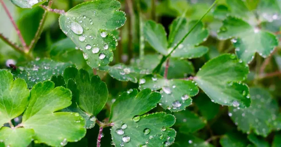 Listy orlíčku (Aquilegia)