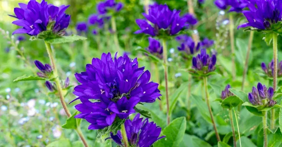 Zvonek klubkatý (Campanula glomerata)
