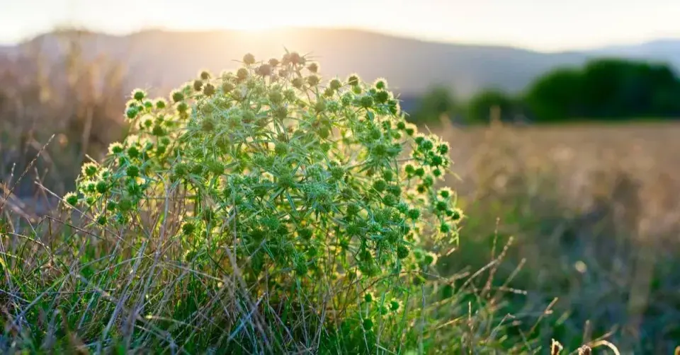 Máčka ladní (Eryngium campestre)