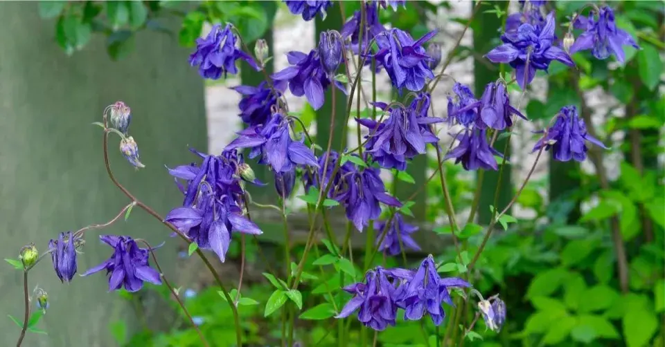 Orlíček obecný (Aquilegia vulgaris)