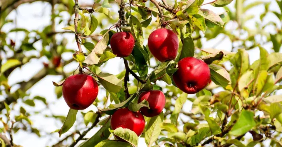 Větev s červeným jablky