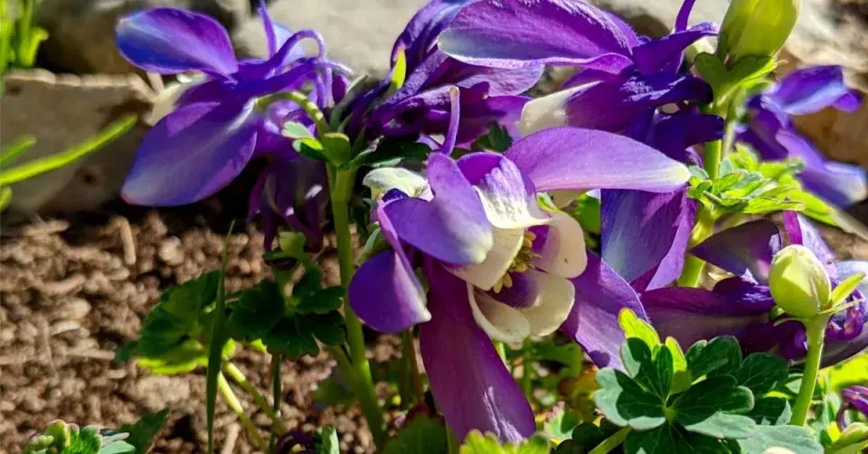 Orlíček vějířovitý (Aquilegia flabellata) 'Ministar'