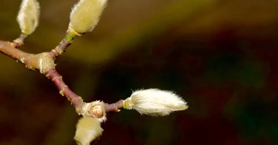 Šácholan hvězdovitý (Magnolia stellata)