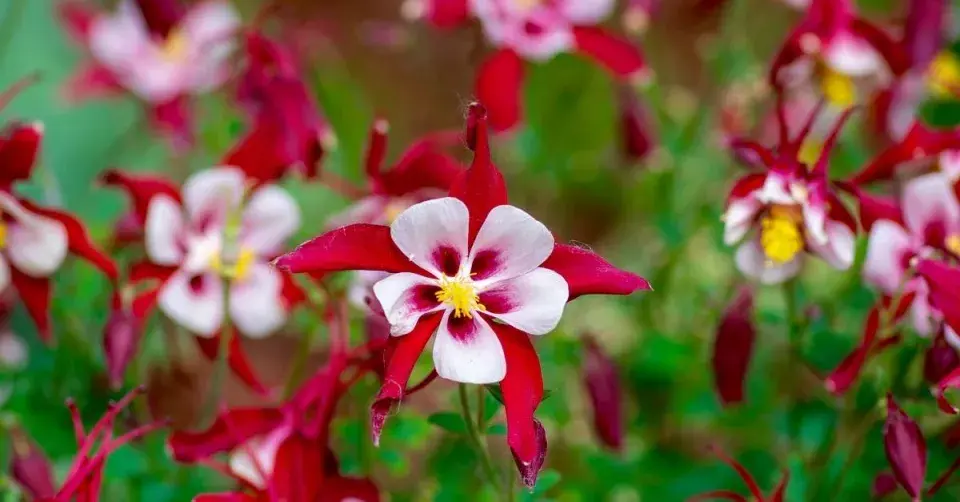 Orlíček velkokvětý (Aquilegia caerulea)