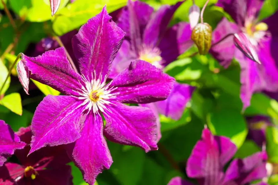 Plamének vlašský (Clematis viticella)