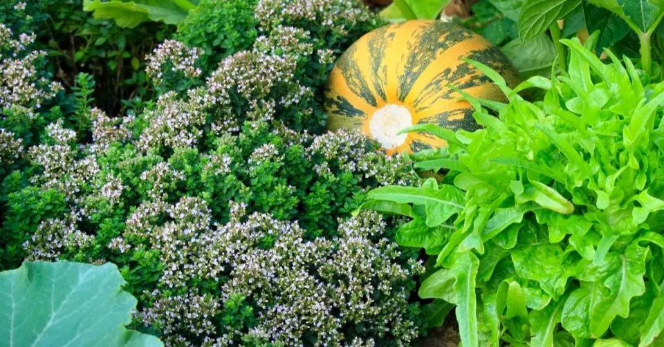 Smíšená výsadba zeleniny a bylinek