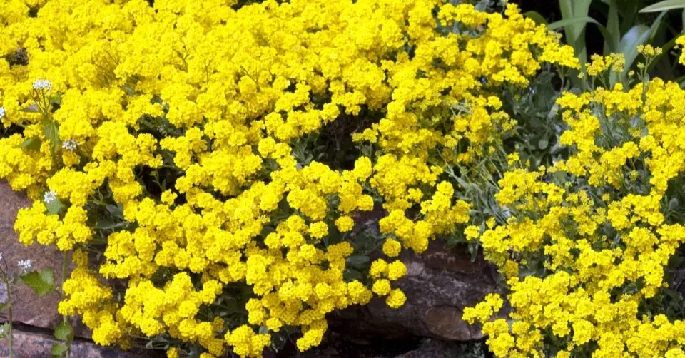 Tařice skalní (Alyssum saxatile)