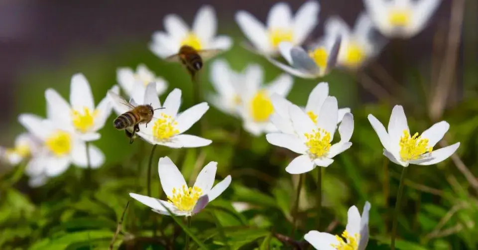Sasanka hajní (Anemone nemorosa)