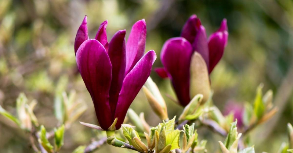 Šácholan liliokvětý (Magnolia liliiflora) ’Nigra’ 