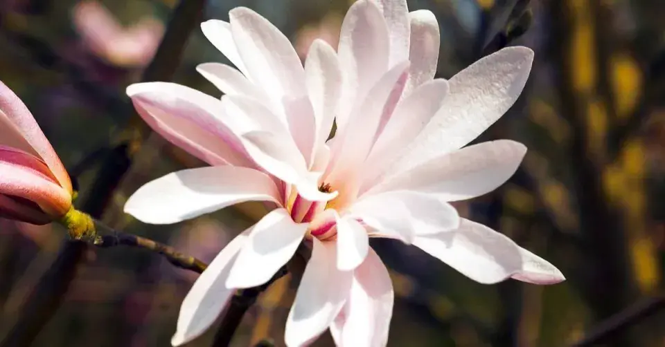 Odrůda šácholanu hvězdovitého (Magnolia stellata) ’Jane Platt’