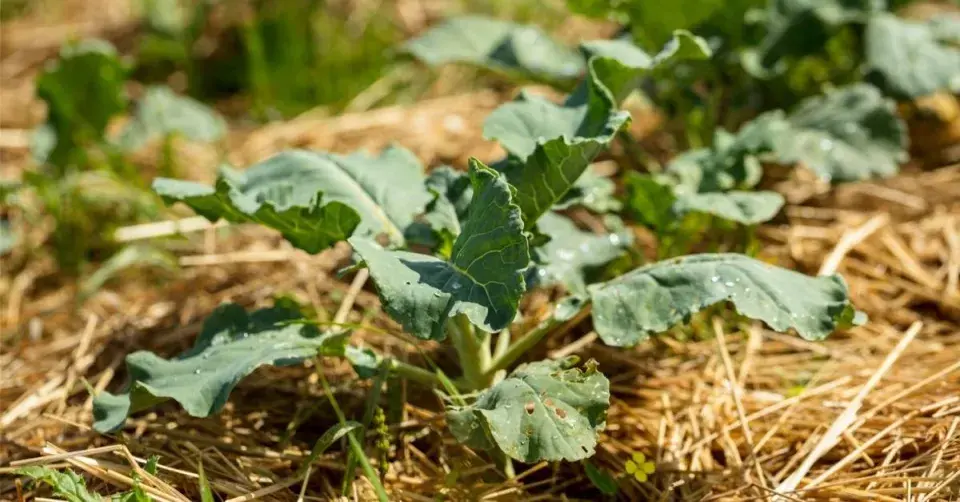 Mulčovaná brokolice