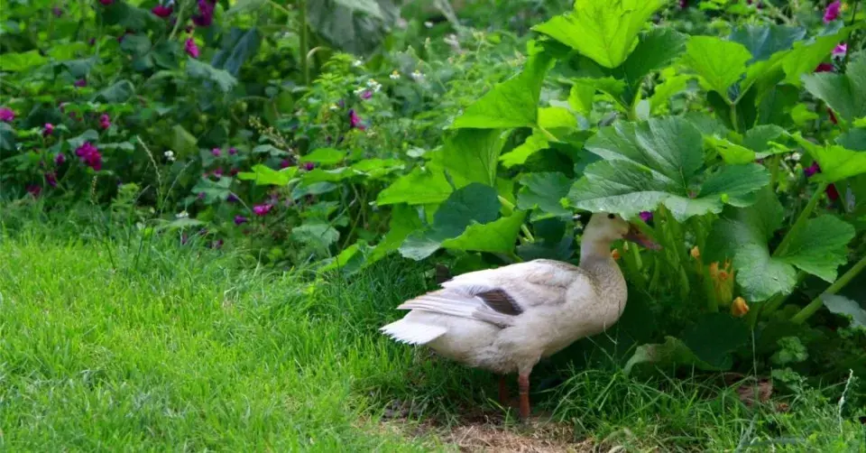 Kachna indický běžec