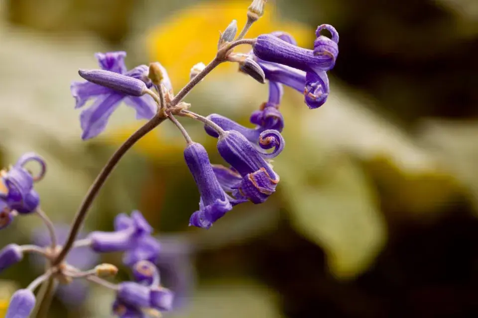Plamének kopřivolistý (Clematis tubulosa)