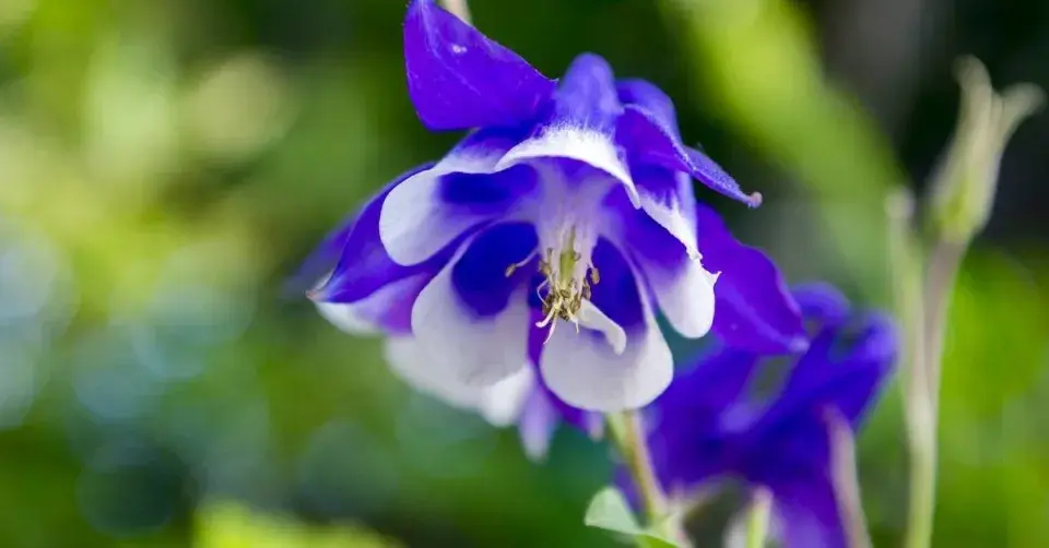 Orlíček velkokvětý (Aquilegia caerulea)