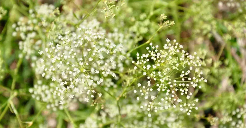 Srpek obecný (Falcaria vulgaris)