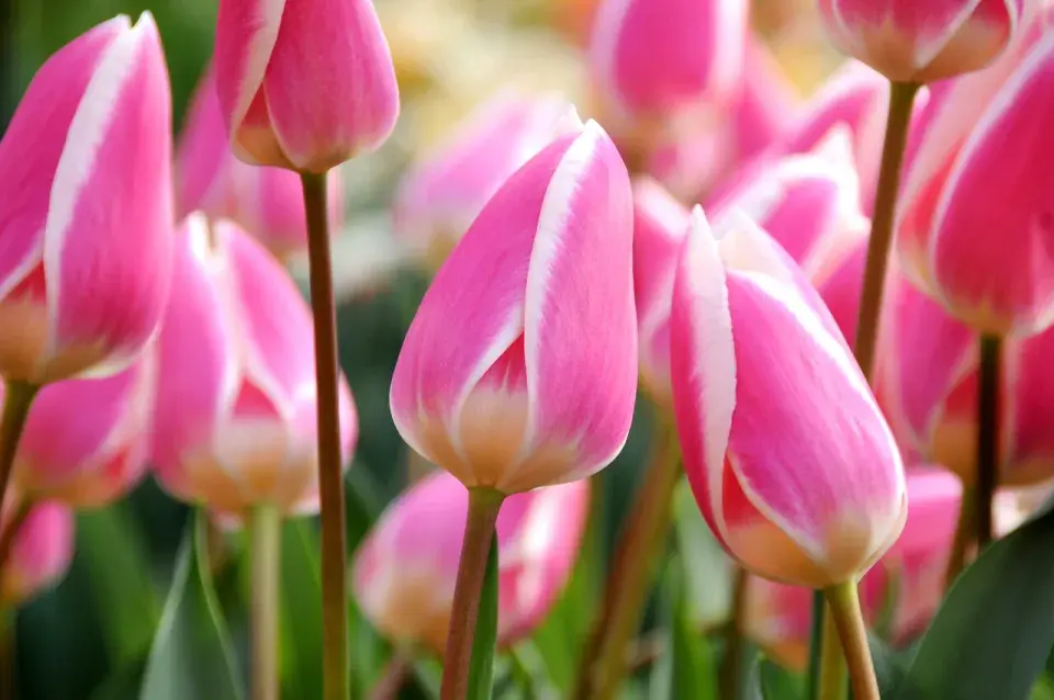 Tulipán 'Early Surprise'