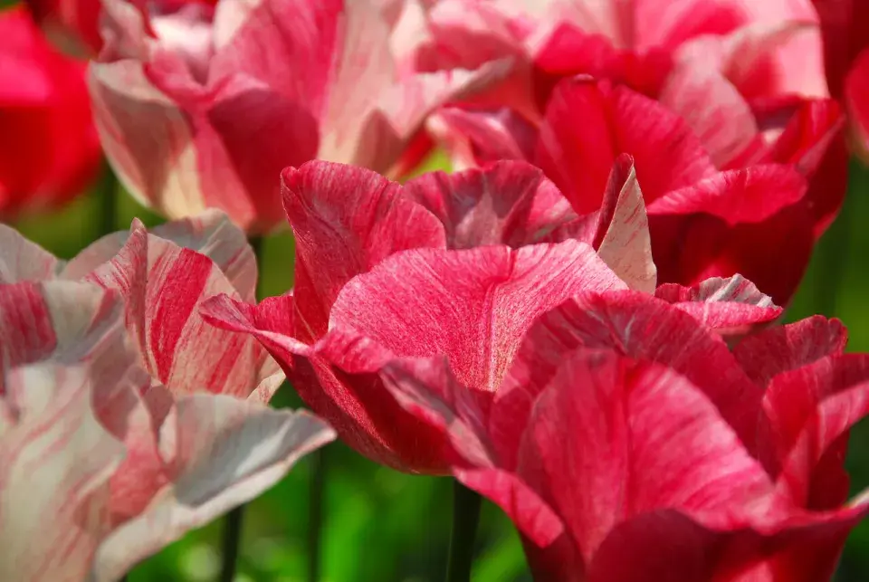 Tulipán 'Hemisphere'