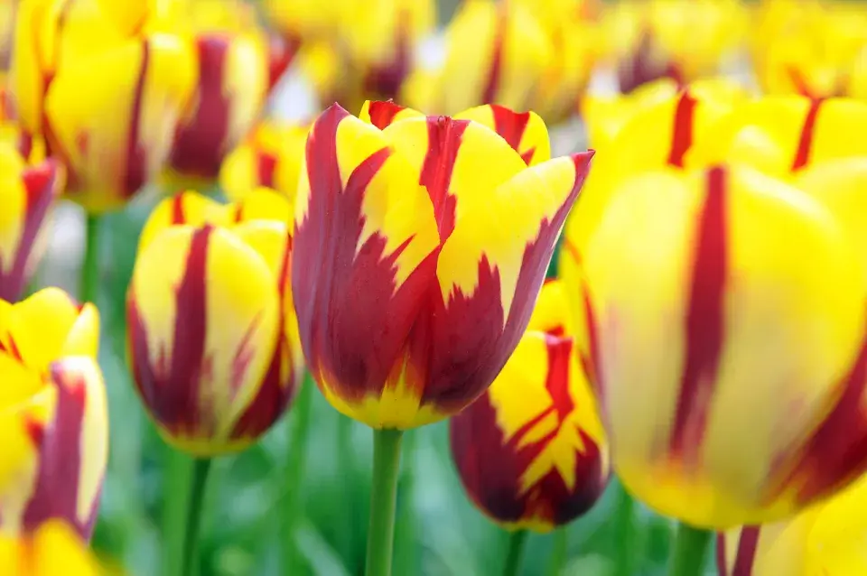 Tulipán 'Holland Queen'®