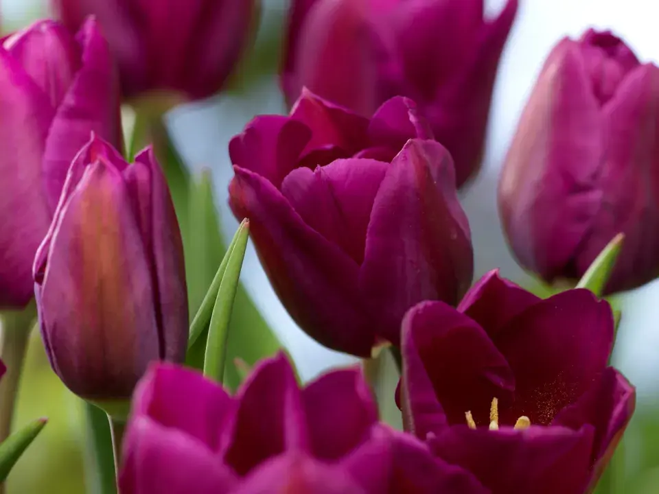 Tulipán 'Lake Tahoe'