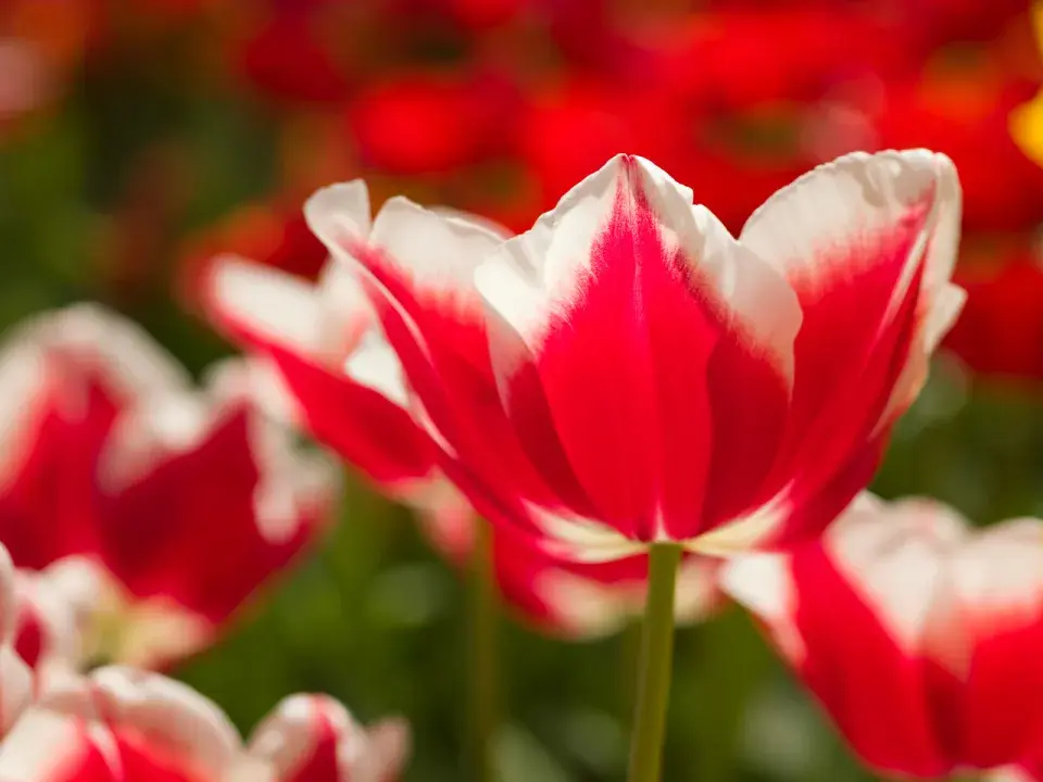 Tulipán 'Leen van der Mark'