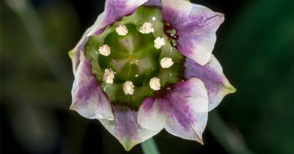 Květ česneku sicilského