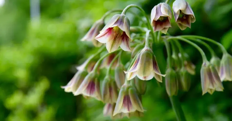 Květy česneku sicilského