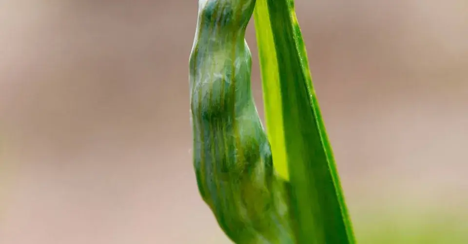 Toulec s květy česneku sicilského