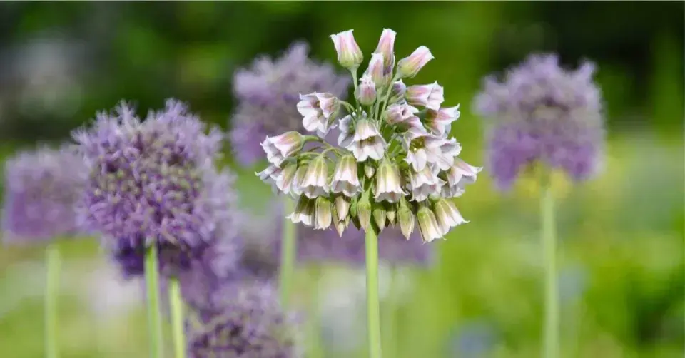 Květy okrasných šesneků