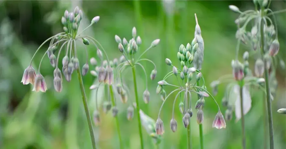 Květenství česneku sicilského
