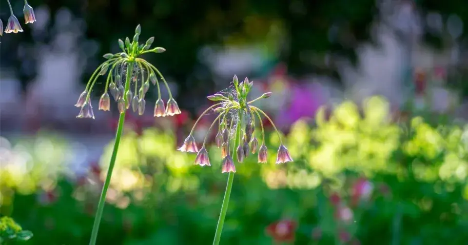 Květy česneku sicilského