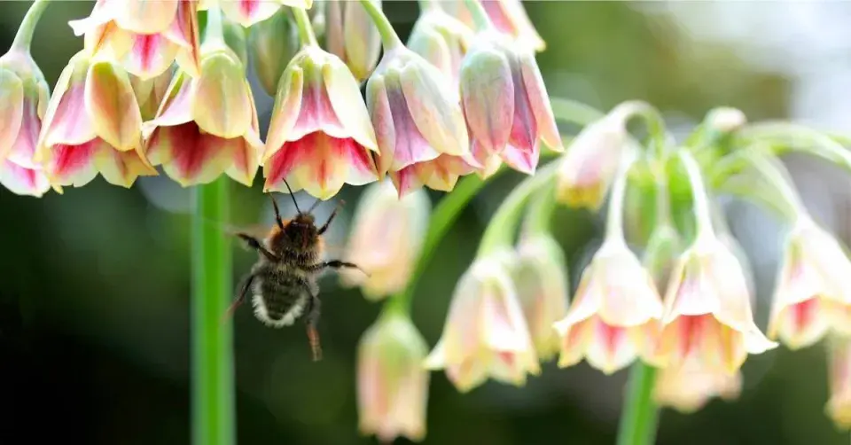 Čmelák a květy česneku sicilského