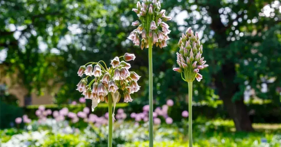 Česnek sicilský na zahradě