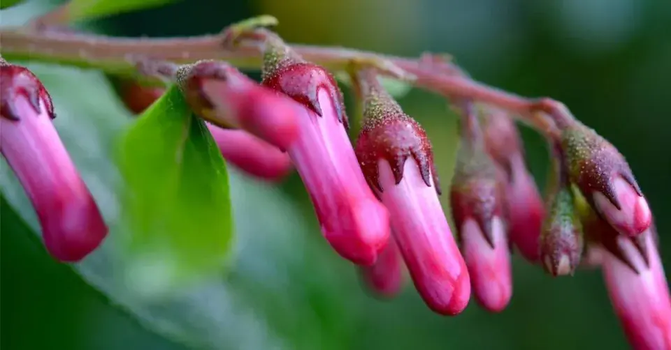 Růžová poupata dračíku