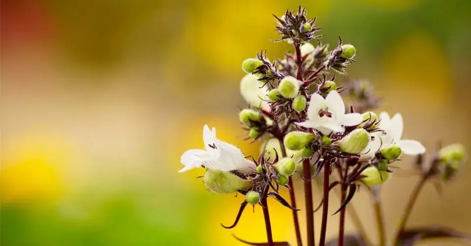 Bílé květy dračíku (Penstemon digitalis)