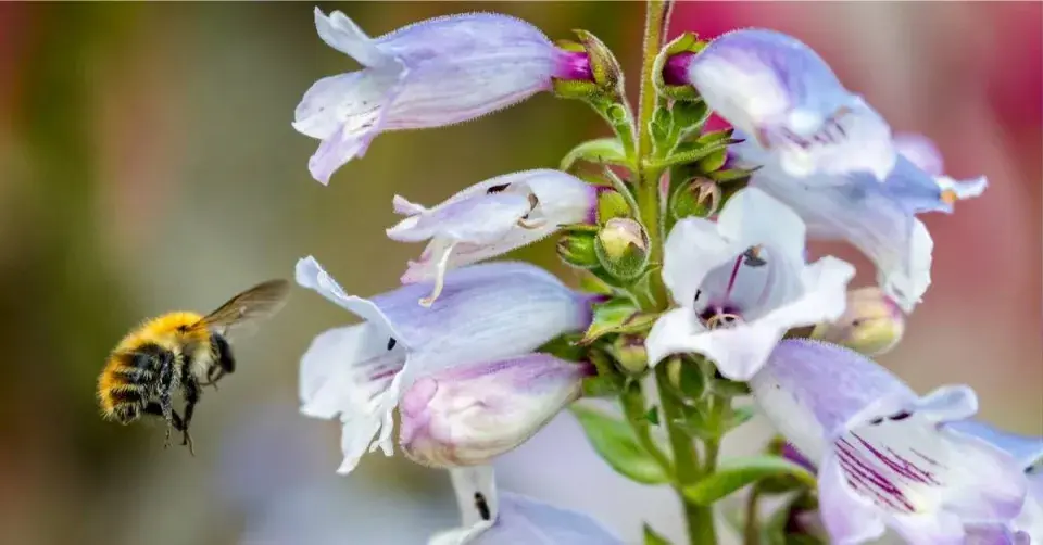 Včela u květu dračíku