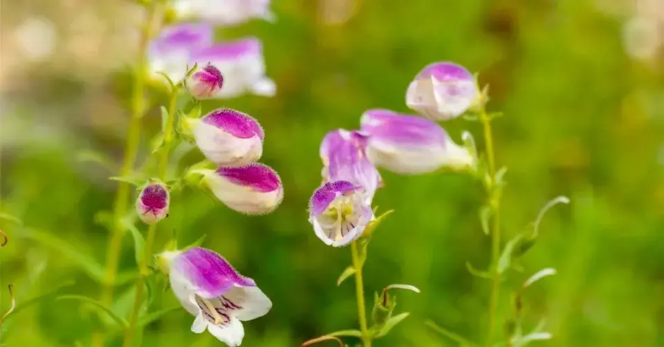Trubkovitě nálevkovité květy dračíku (Penstemon campanulatus)