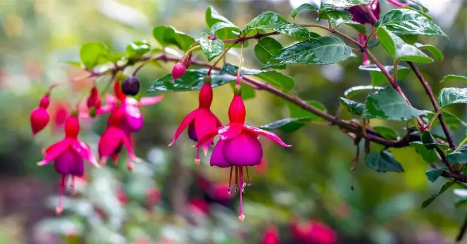 Orosené květy fuchsie