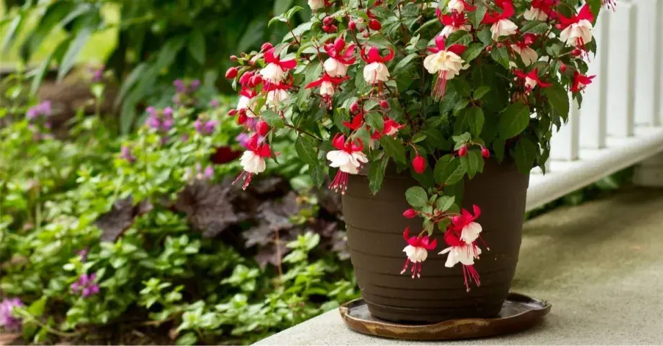 Fuchsie v květináči na terase