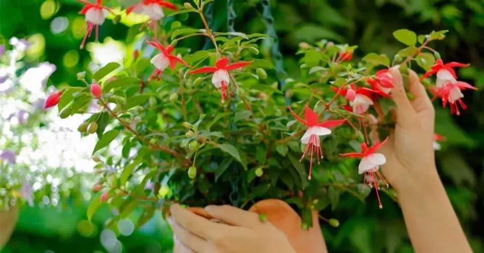 Fuchsie v závěsném květináči