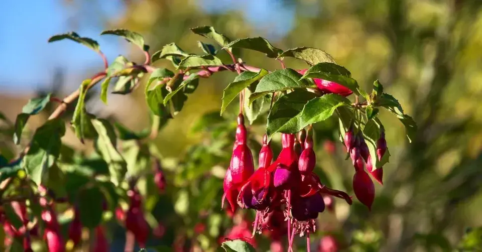 Povadlý výhon fuchsie
